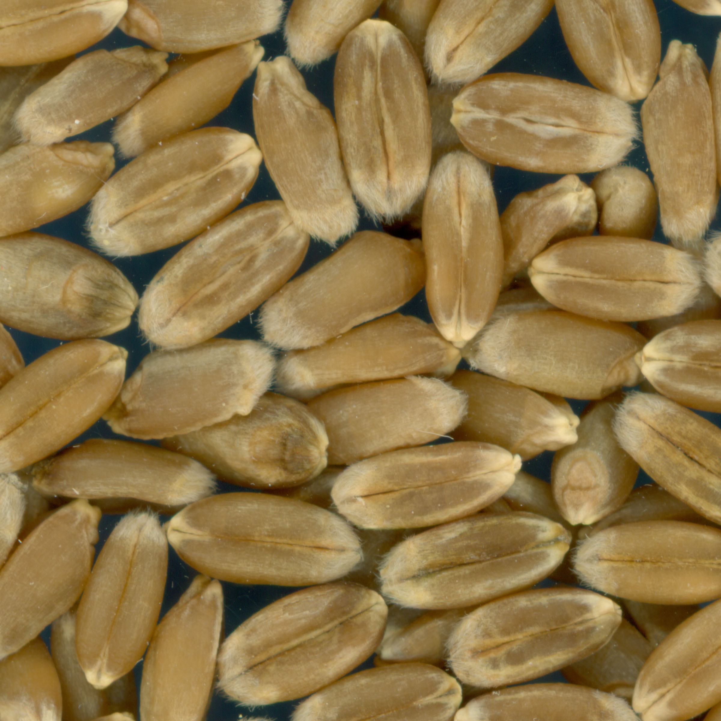 KERNELS